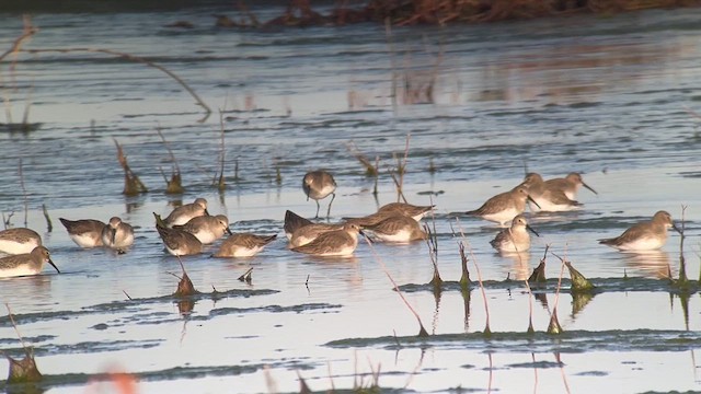 Greater Yellowlegs - ML610934587