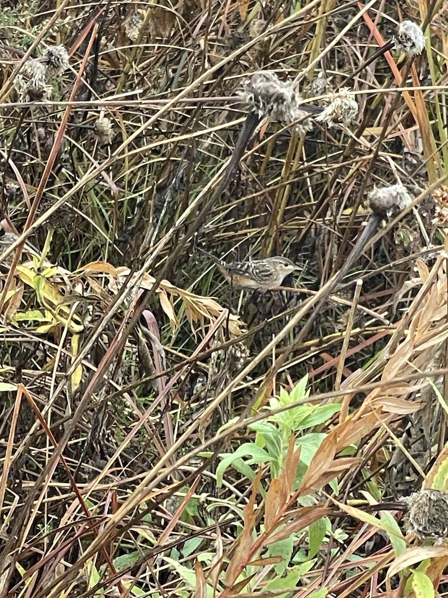 Sedge Wren - ML610934590