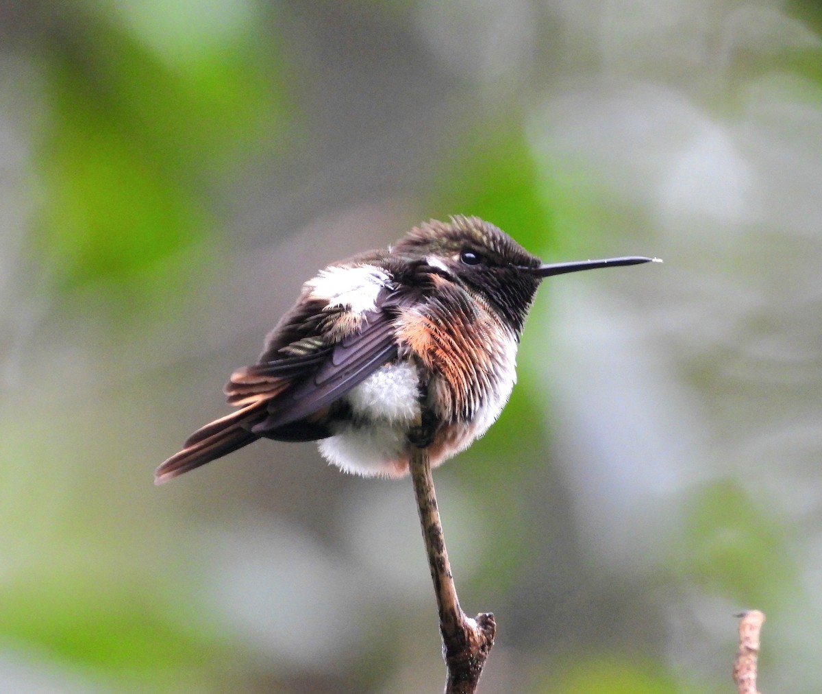 Magenta-throated Woodstar - Néstor Villalobos Rojas