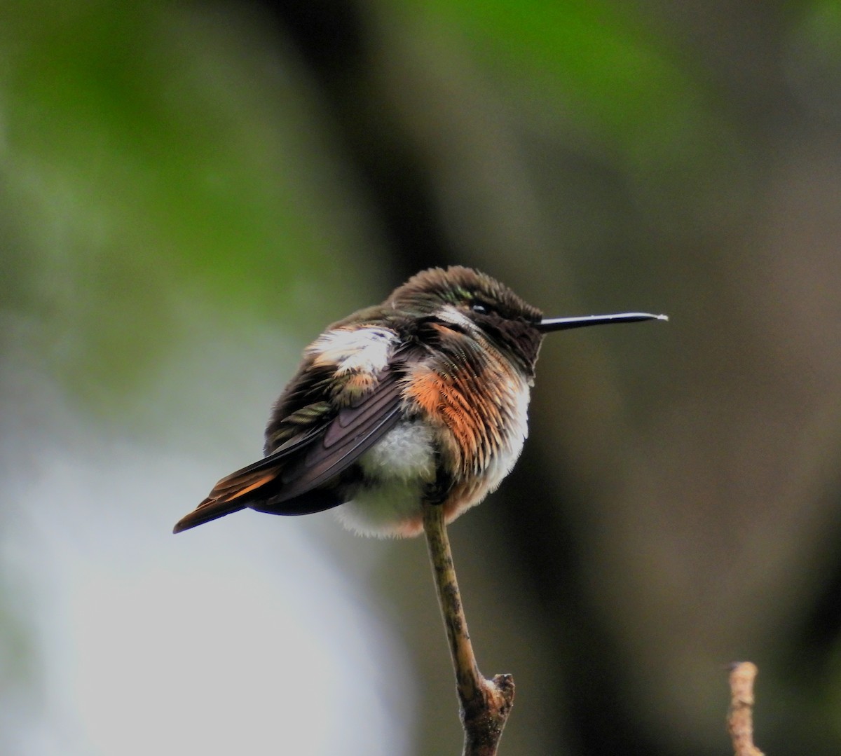 magentakolibri - ML610934636