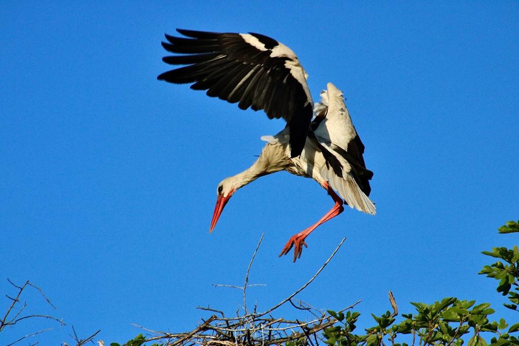 White Stork - ML610934637