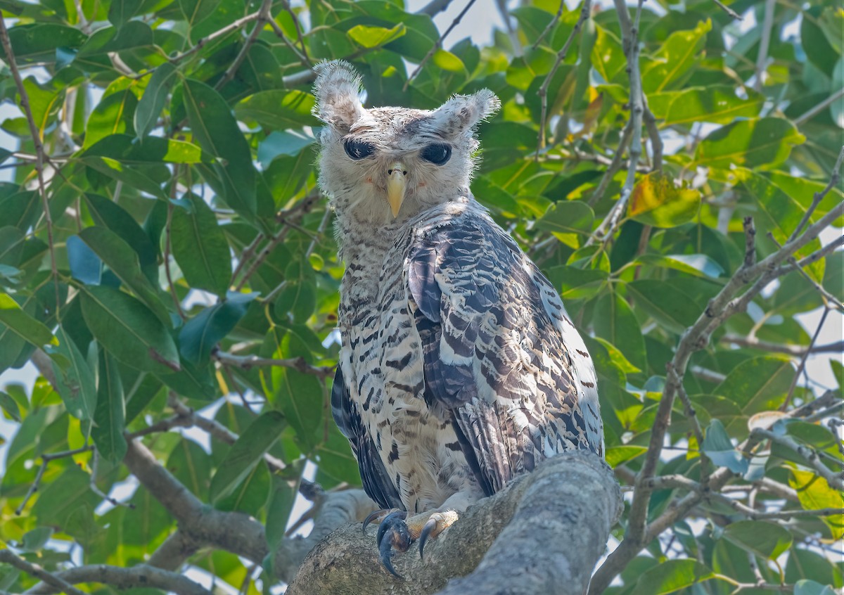 Spot-bellied Eagle-Owl - ML610934654