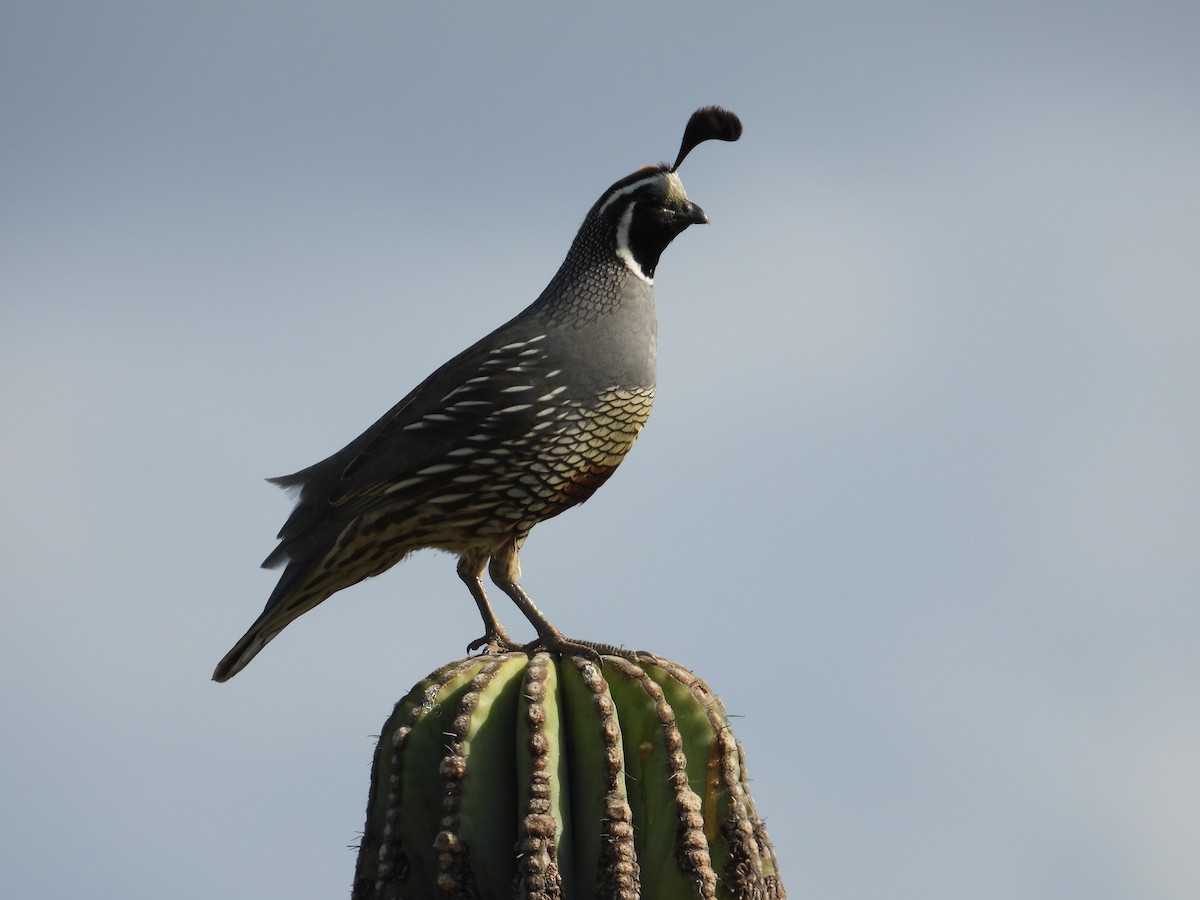 California Quail - ML610934661