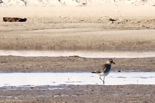 Black-bellied Plover - ML610934686