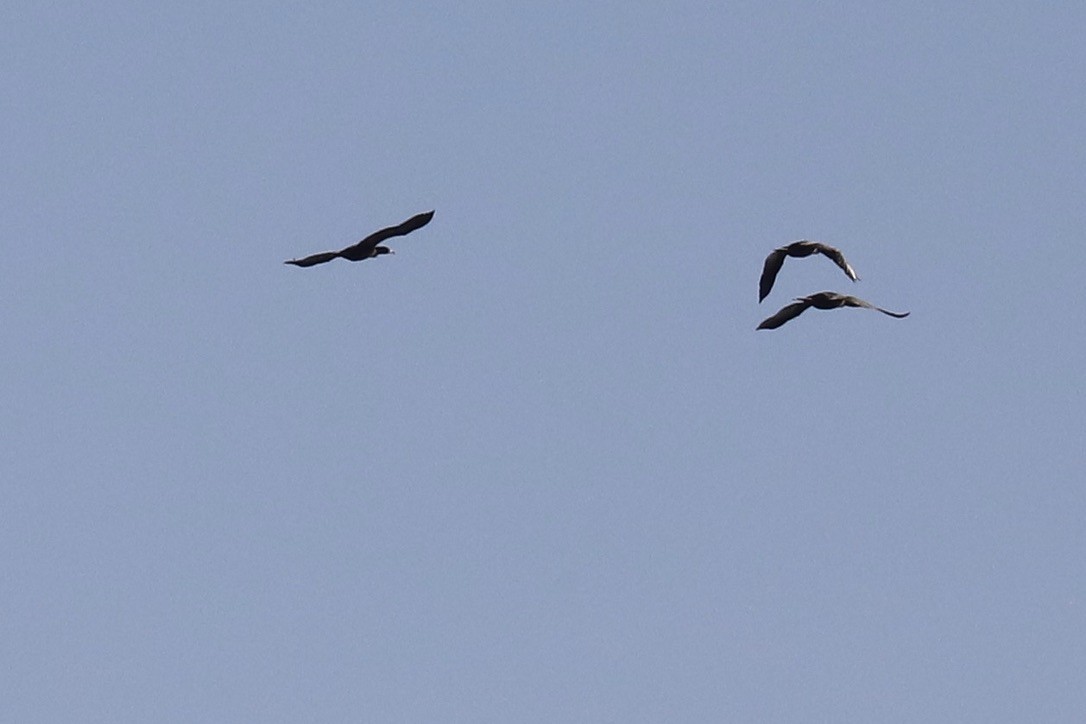 Double-crested Cormorant - ML610934696