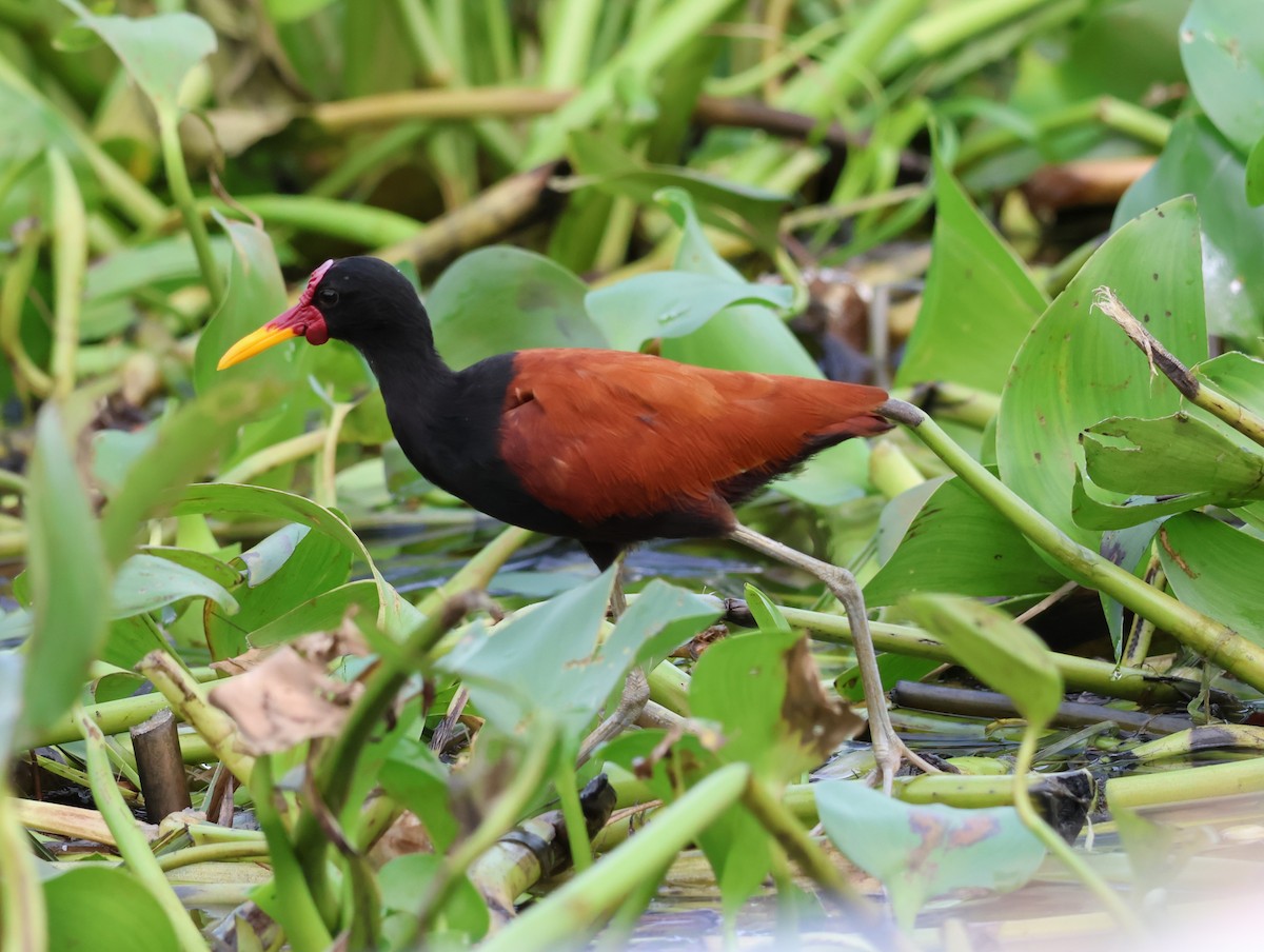 Wattled Jacana (Chestnut-backed) - ML610934762