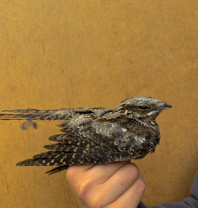 Eurasian Nightjar - ML610934777