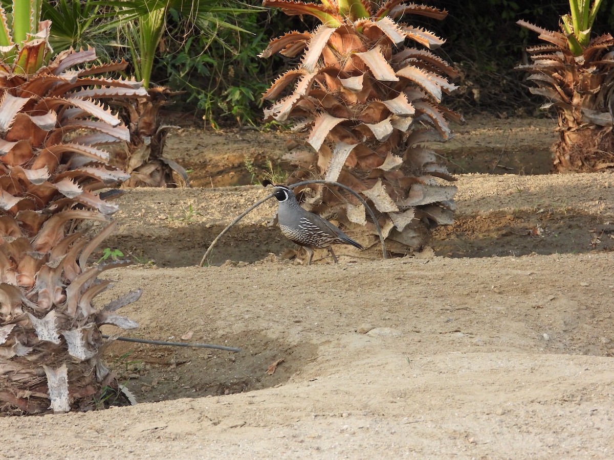 California Quail - ML610934820