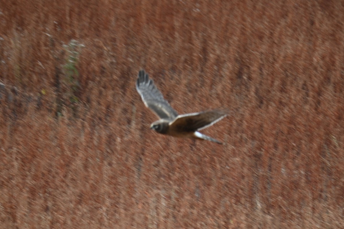 Northern Harrier - ML610935038