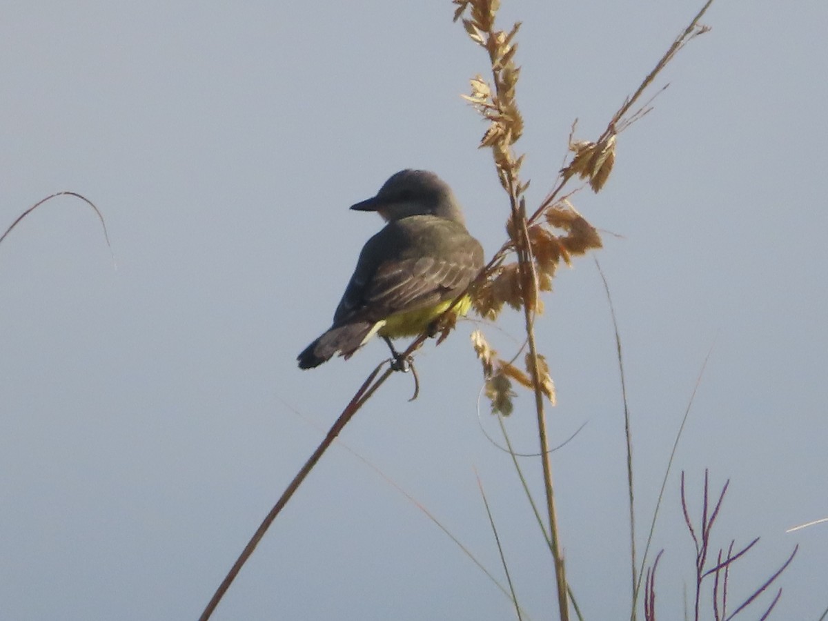 Western Kingbird - ML610935092