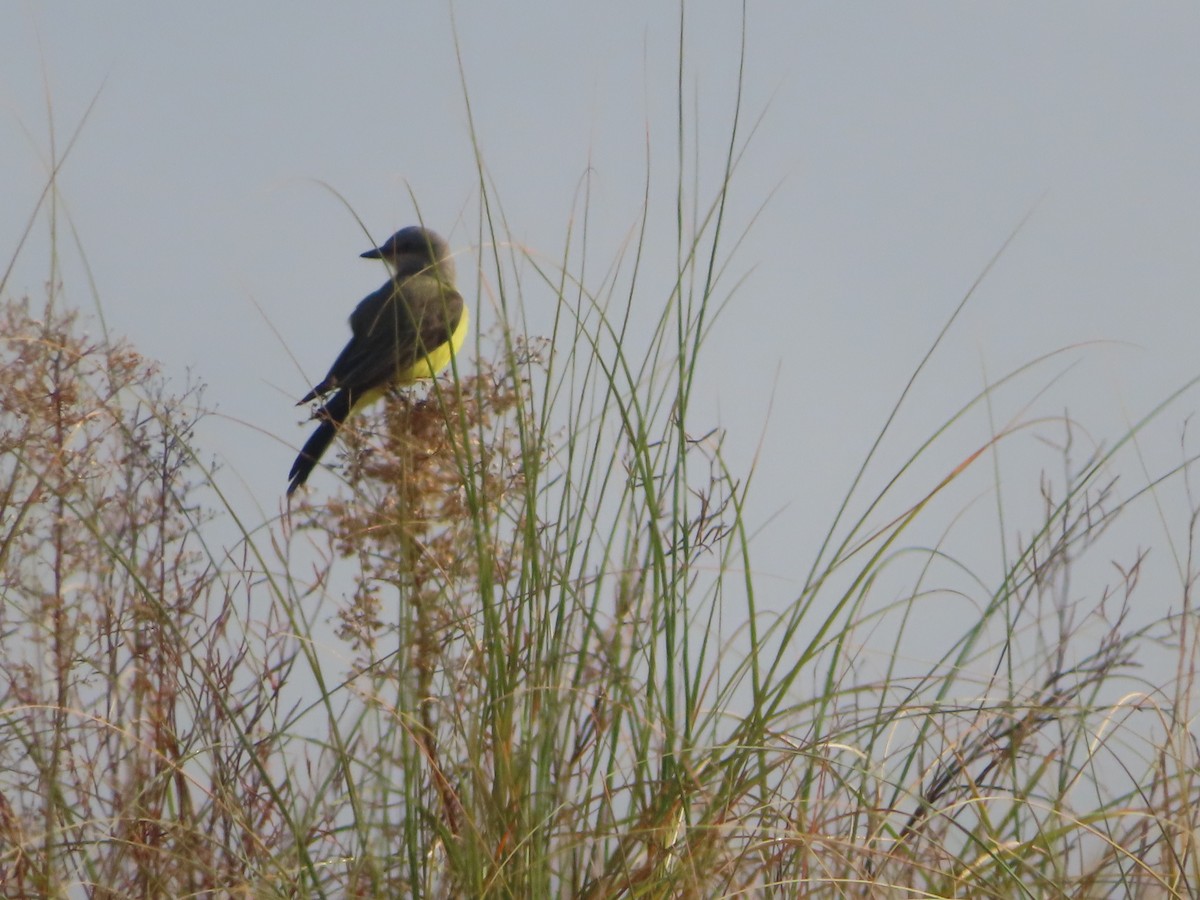 Western Kingbird - ML610935094