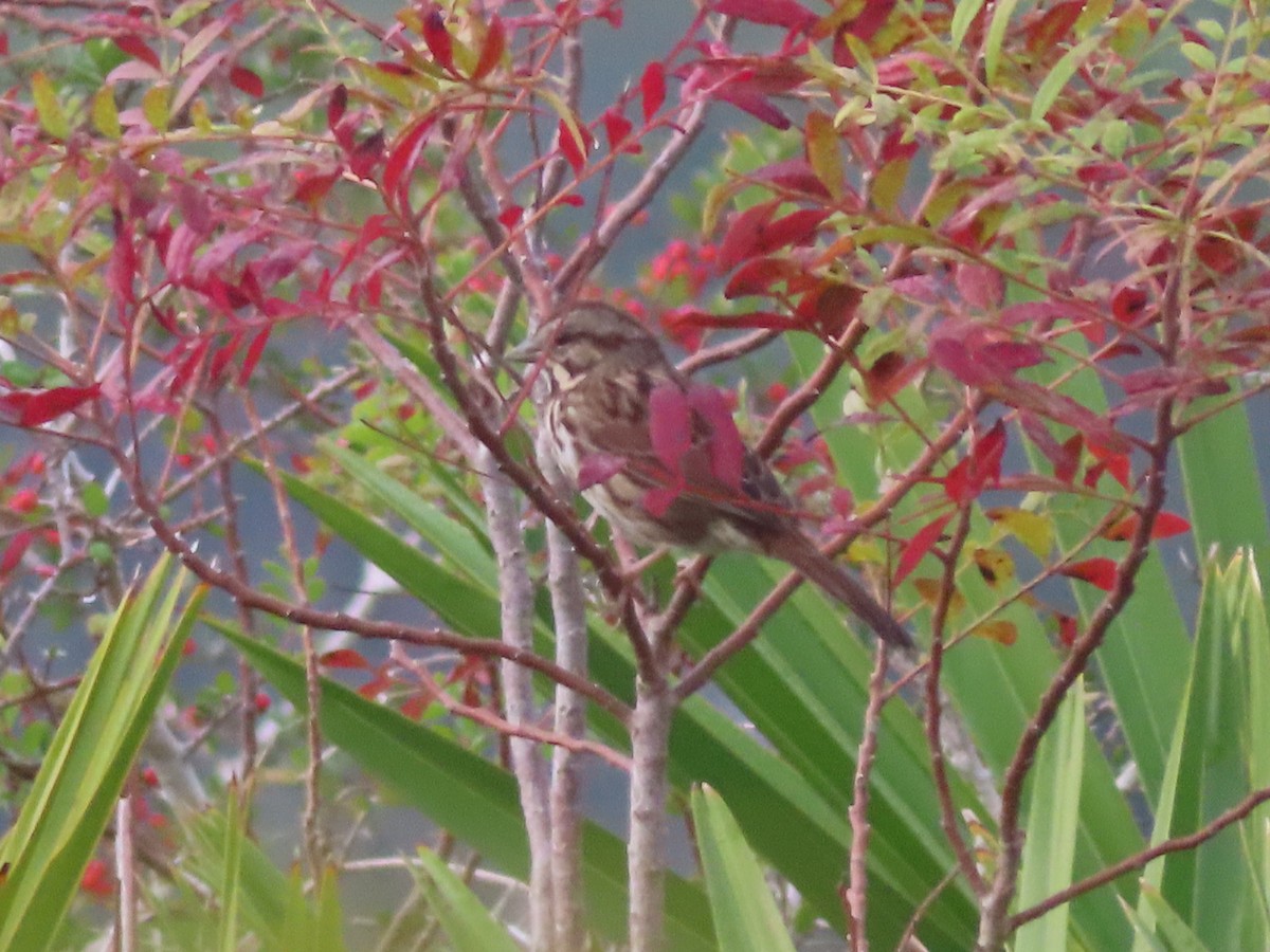 Song Sparrow - ML610935118