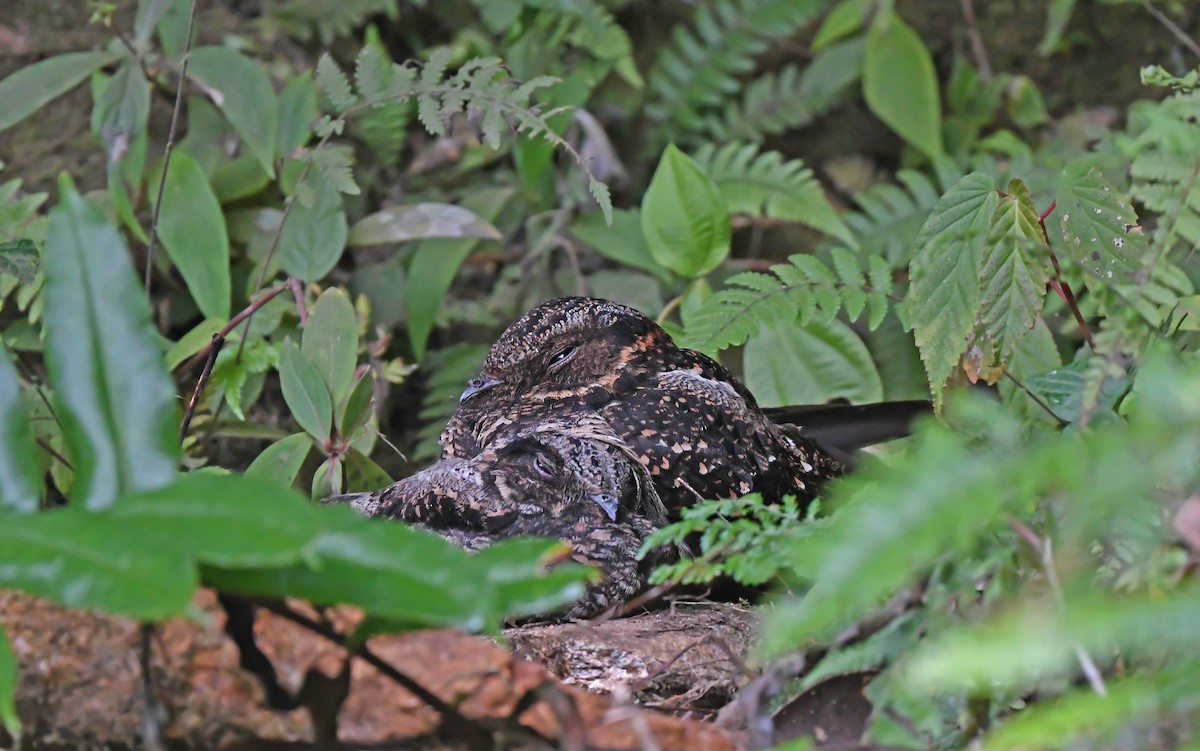 Lyre-tailed Nightjar - ML610935131