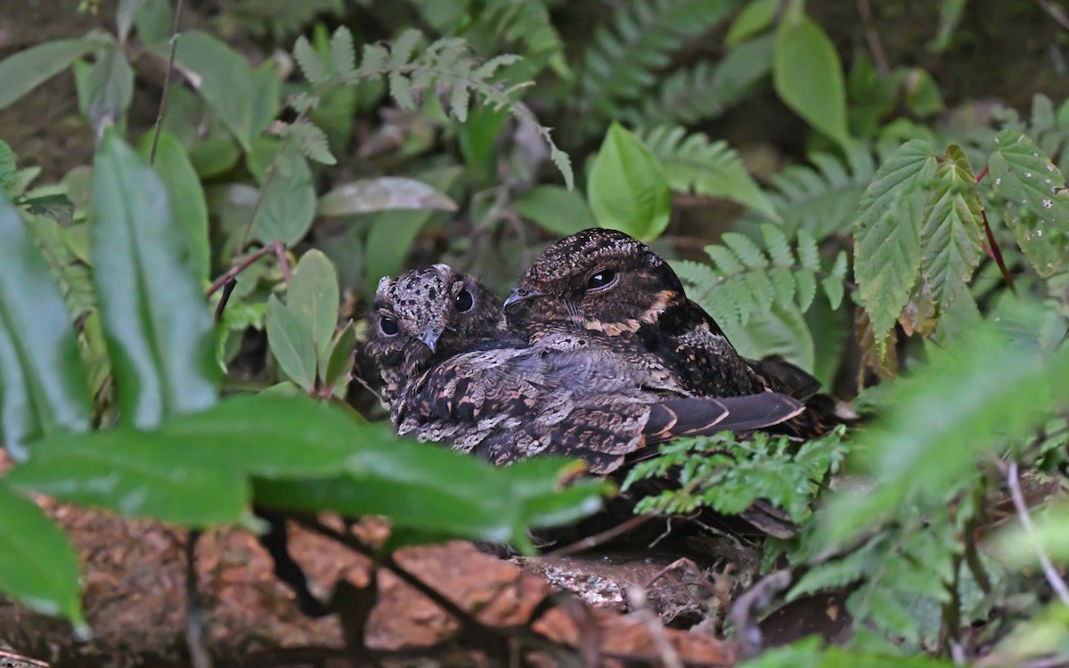 Lyre-tailed Nightjar - Christoph Moning