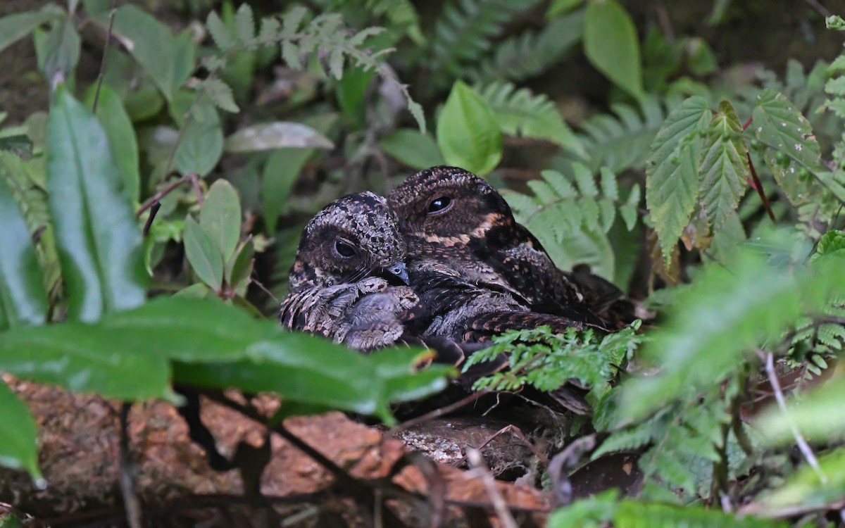 Lyre-tailed Nightjar - Christoph Moning