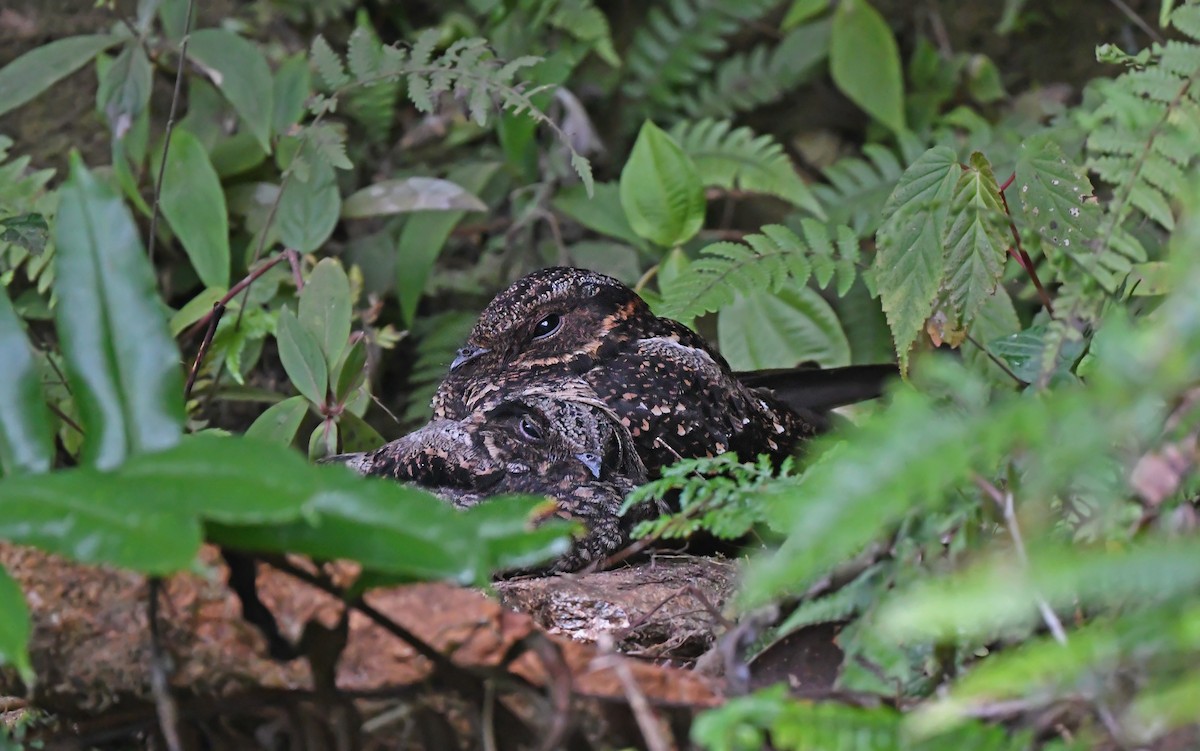 Lyre-tailed Nightjar - Christoph Moning