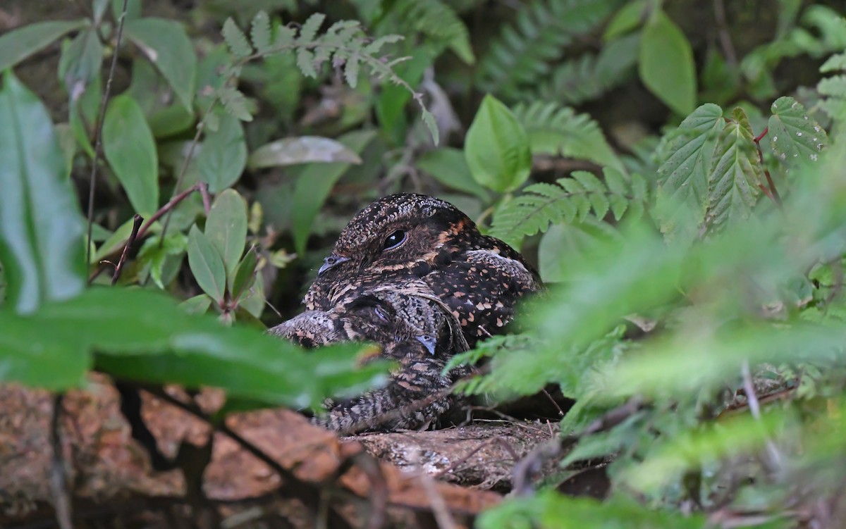 Lyre-tailed Nightjar - Christoph Moning