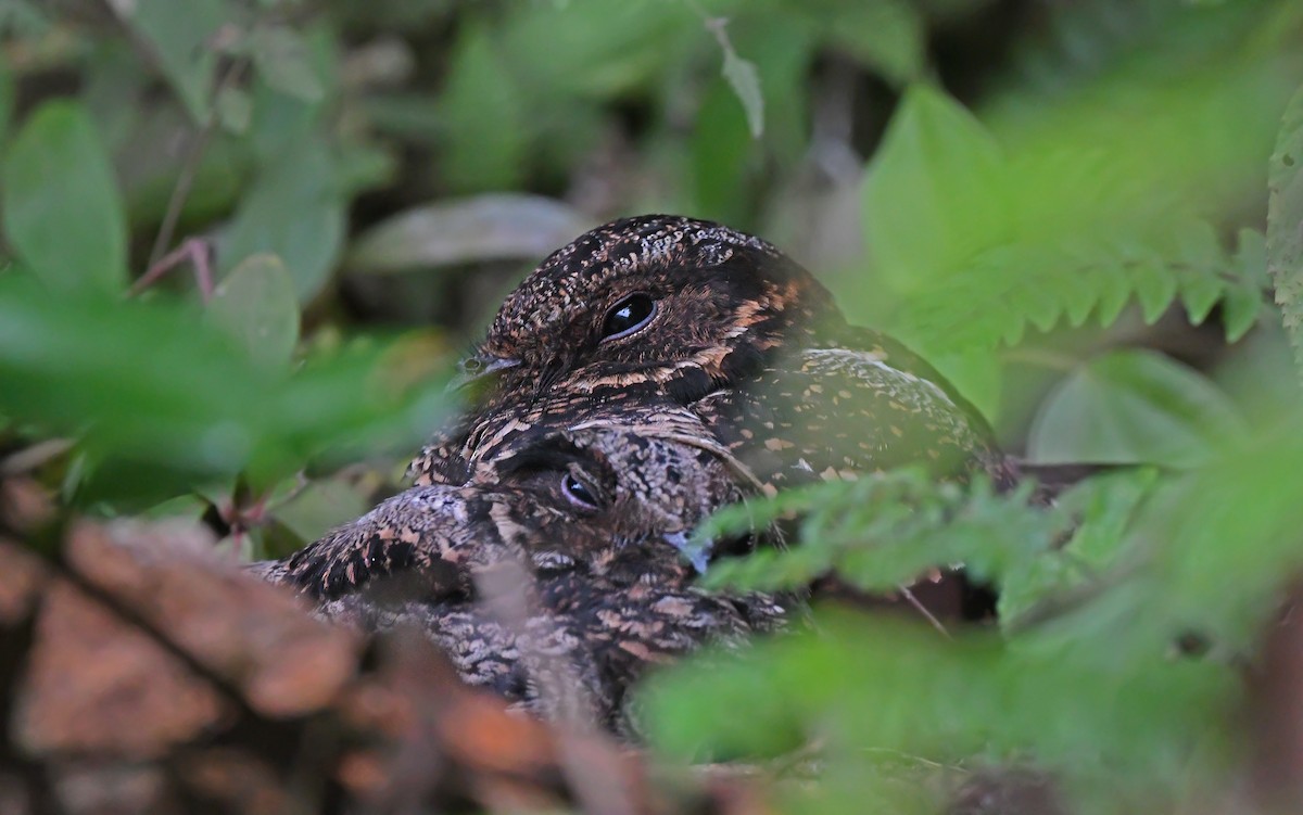 Lyre-tailed Nightjar - Christoph Moning