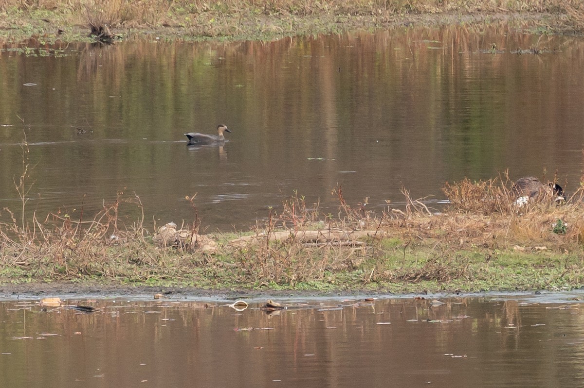 Gadwall - ML610935278