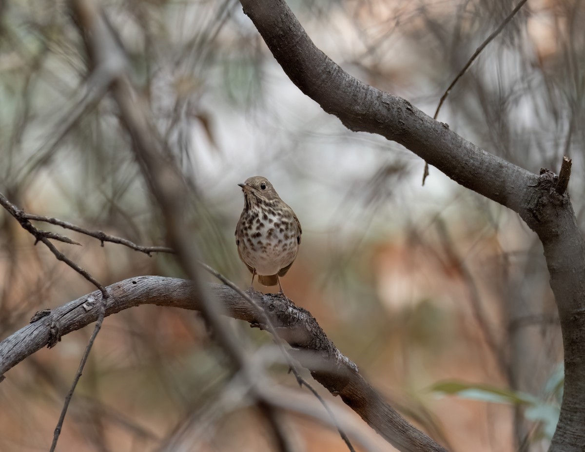 Hermit Thrush - Jan Allen