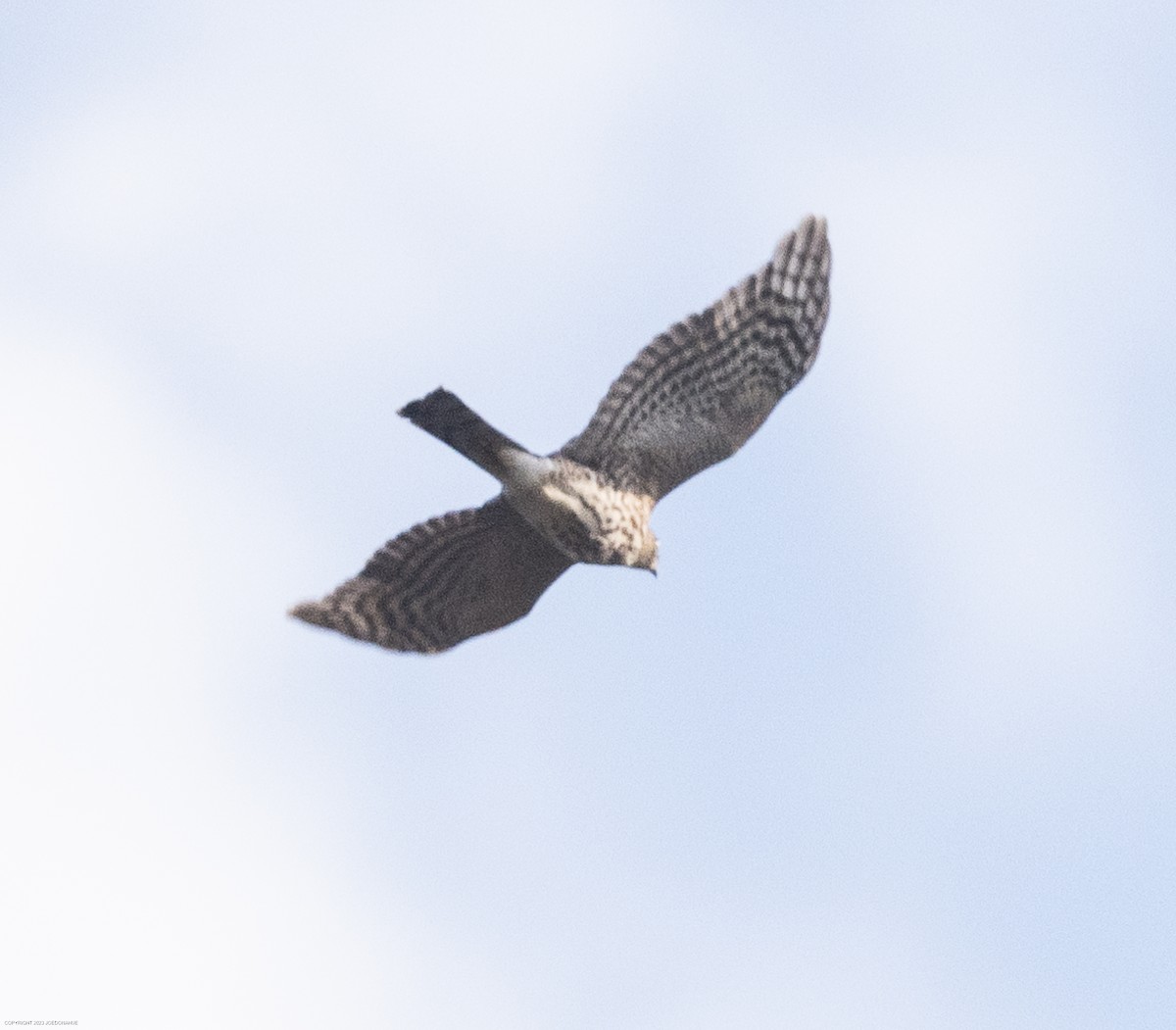 Sharp-shinned Hawk - ML610935356