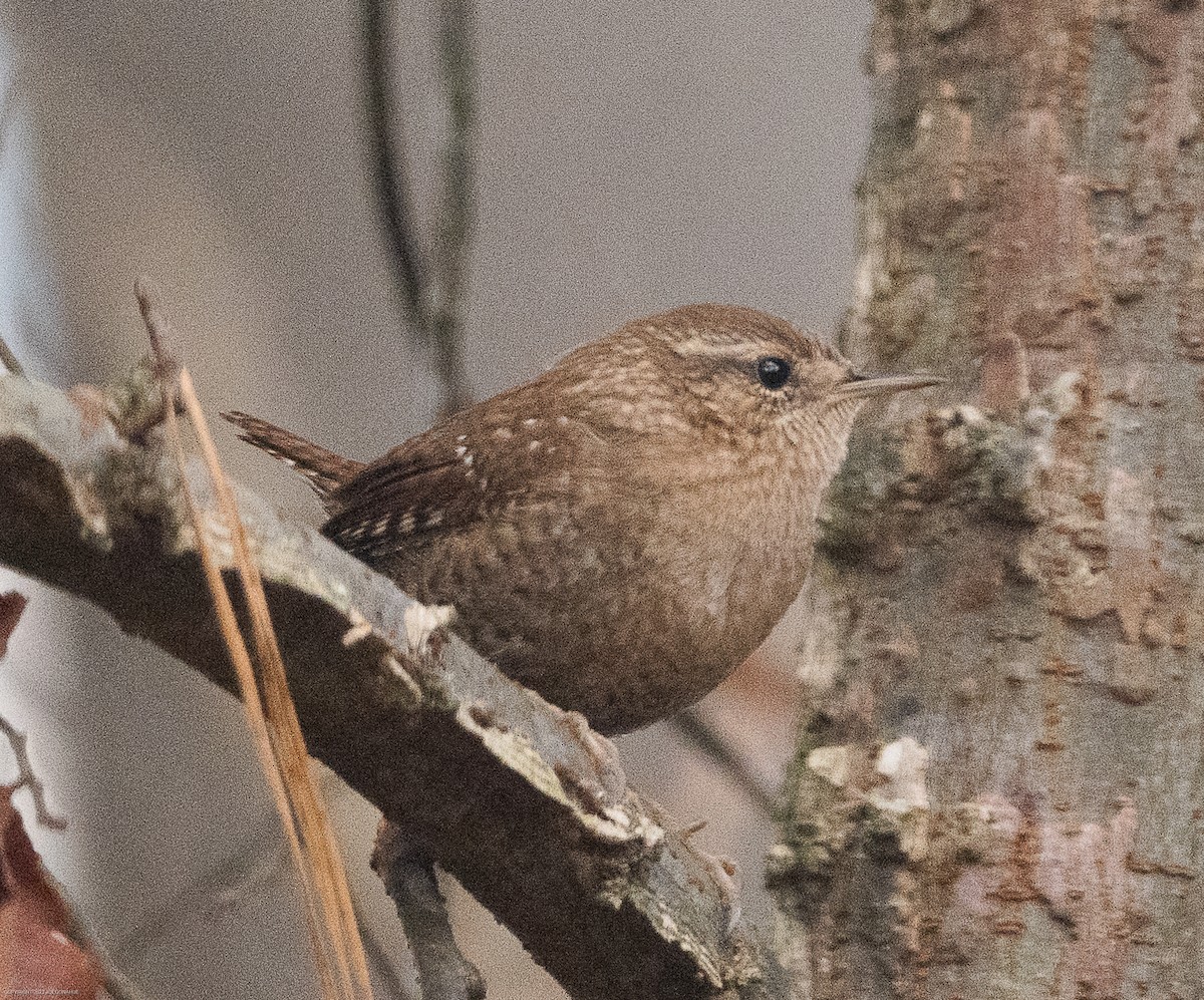 Winter Wren - ML610935383
