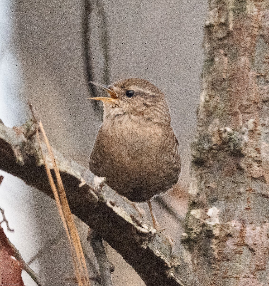 Winter Wren - ML610935384