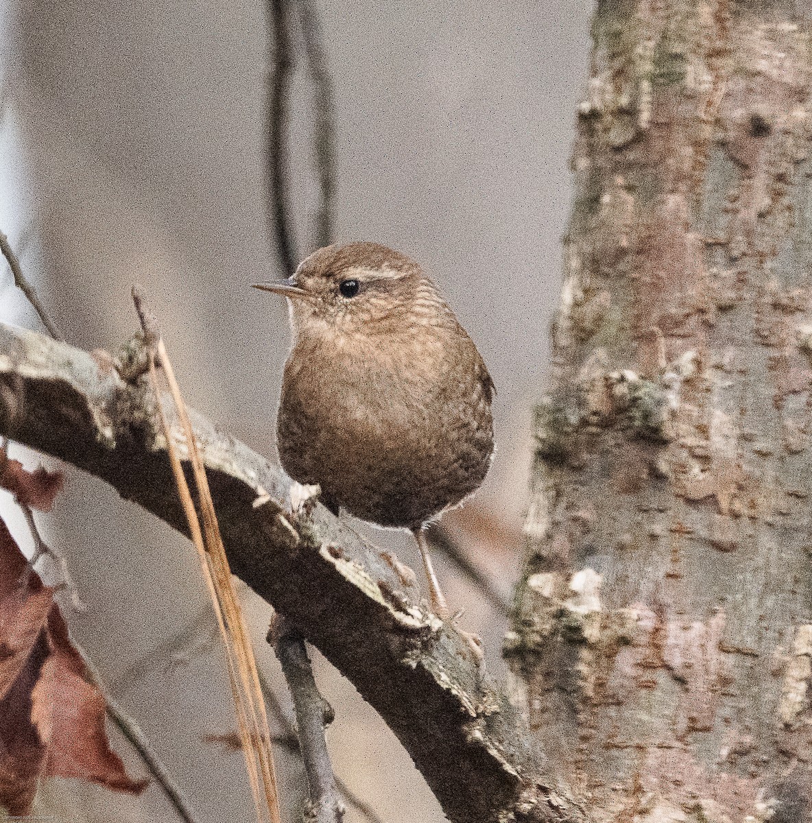 Winter Wren - ML610935385