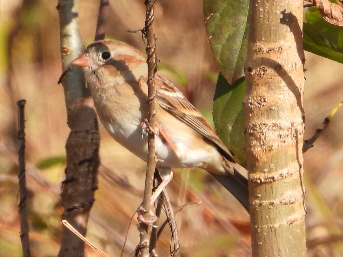 Field Sparrow - ML610935428