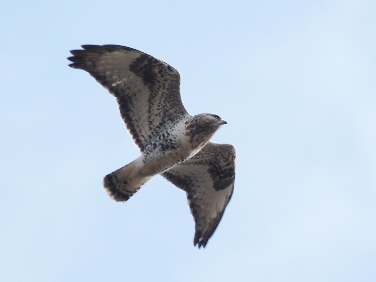 Rough-legged Hawk - Kostyantyn Grinchenko