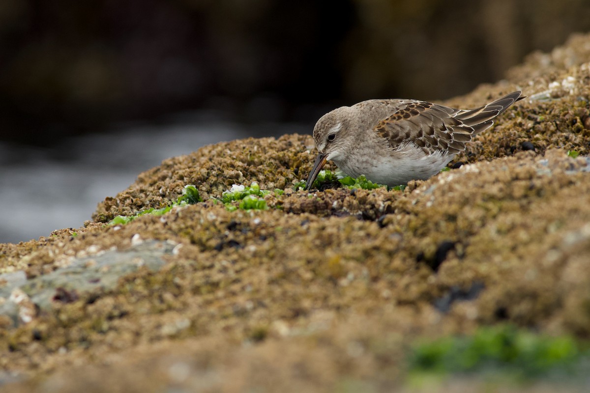White-rumped Sandpiper - Nathan Dubrow