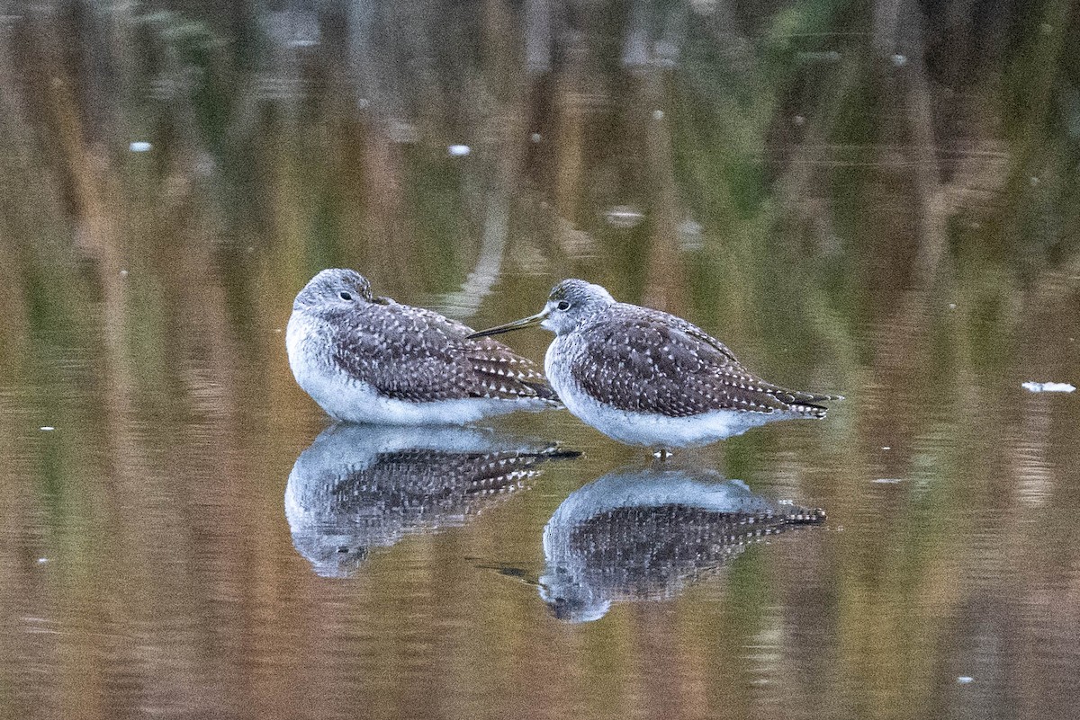 Greater Yellowlegs - ML610935591