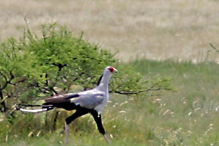 Secretarybird - Stephen and Felicia Cook