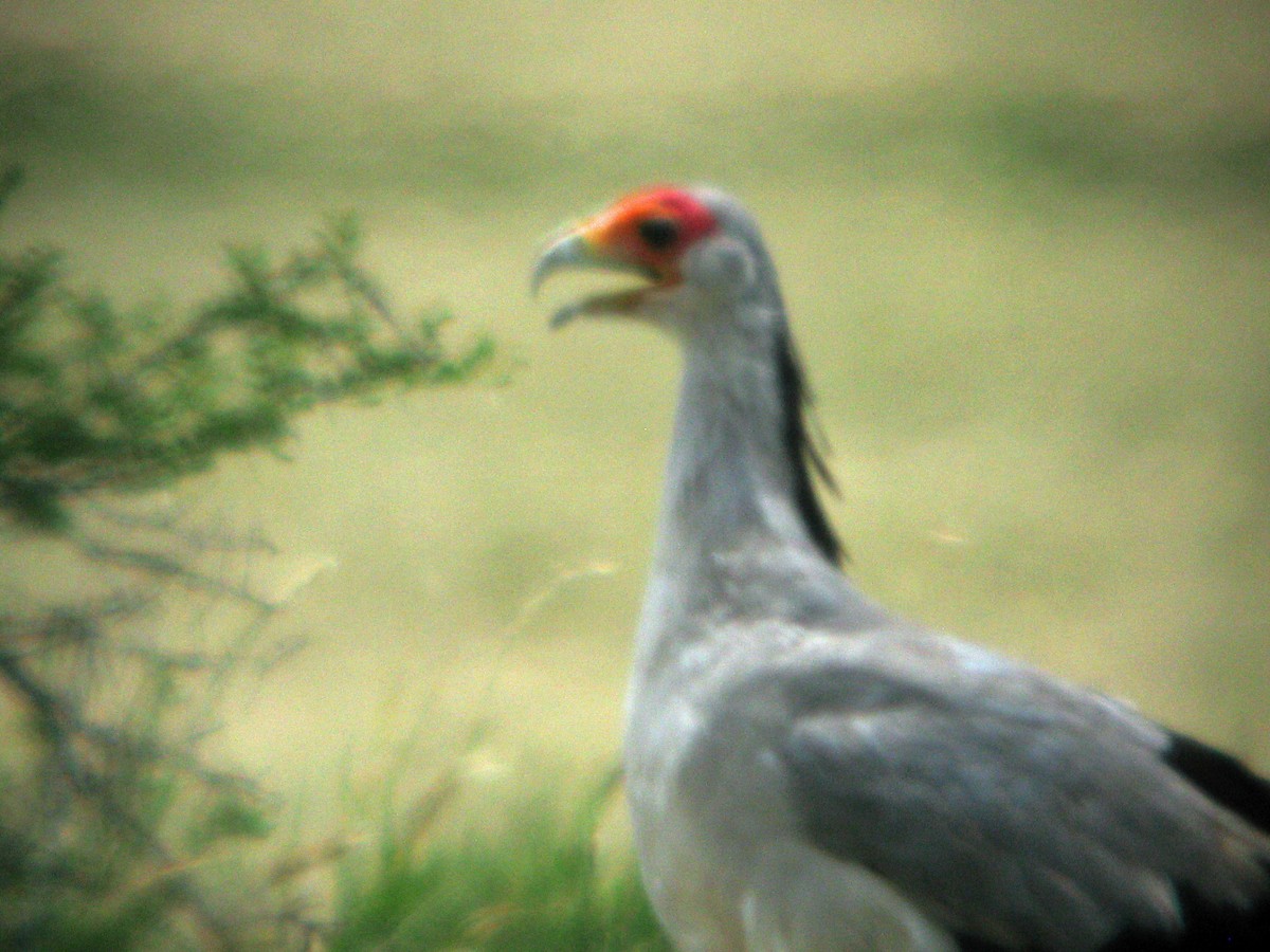 Secretarybird - Stephen and Felicia Cook