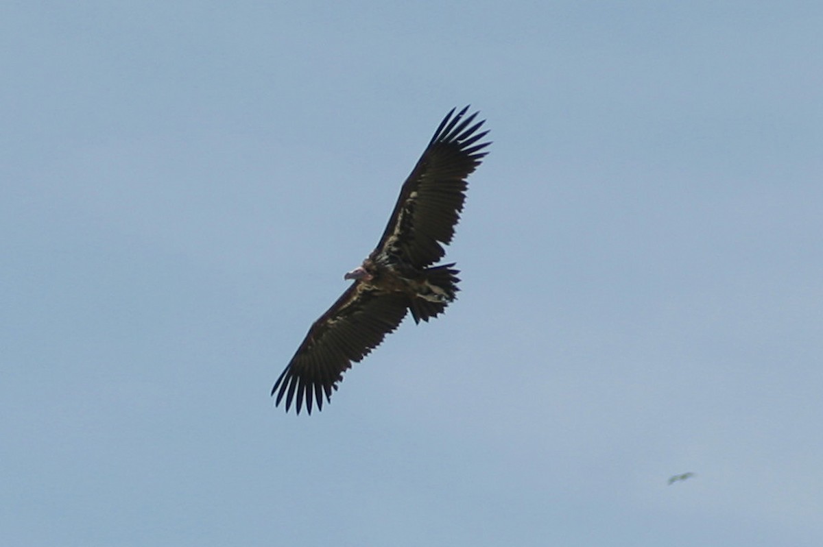 Lappet-faced Vulture - Stephen and Felicia Cook