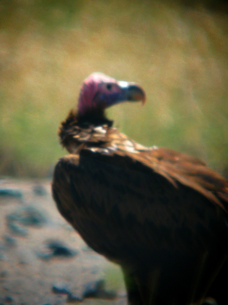 Lappet-faced Vulture - Stephen and Felicia Cook