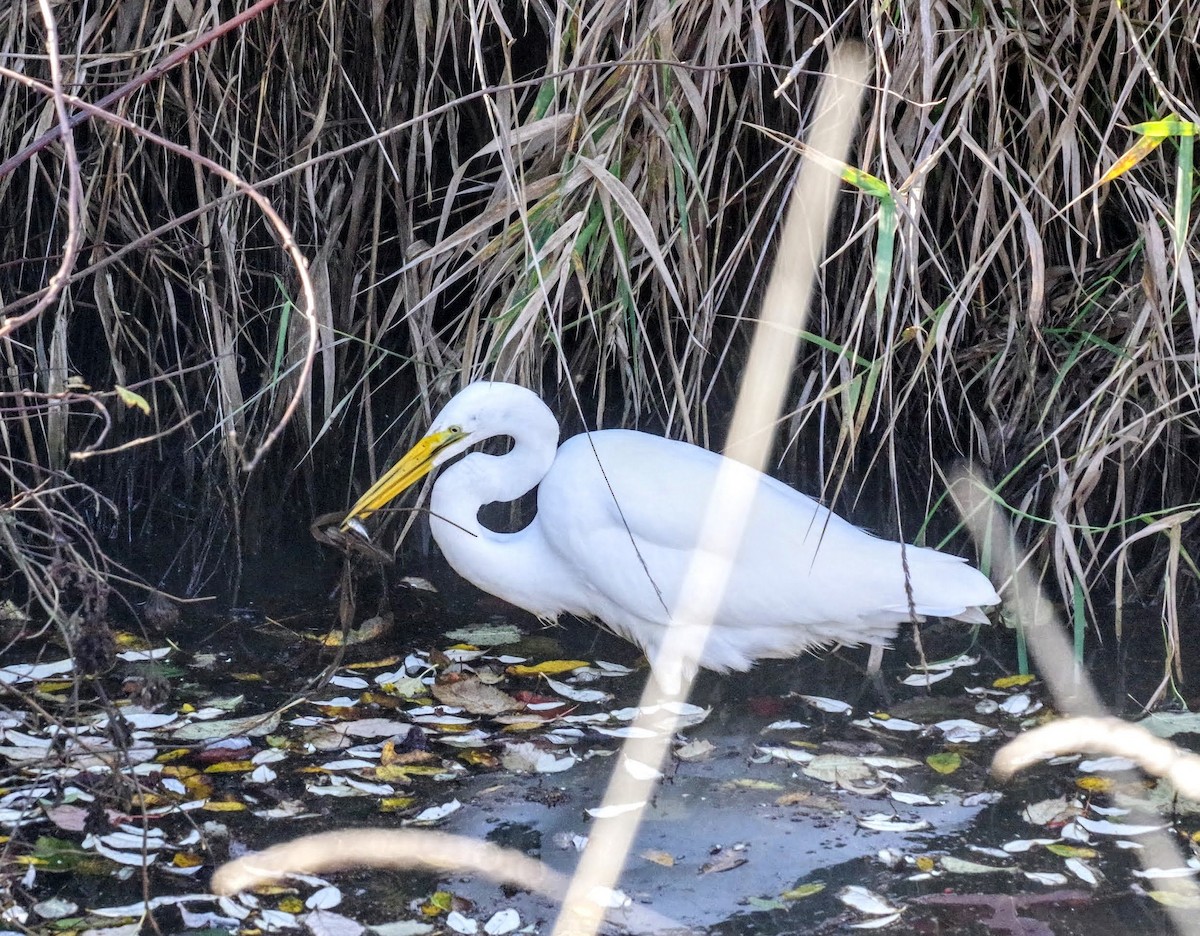 Great Egret - ML610935669