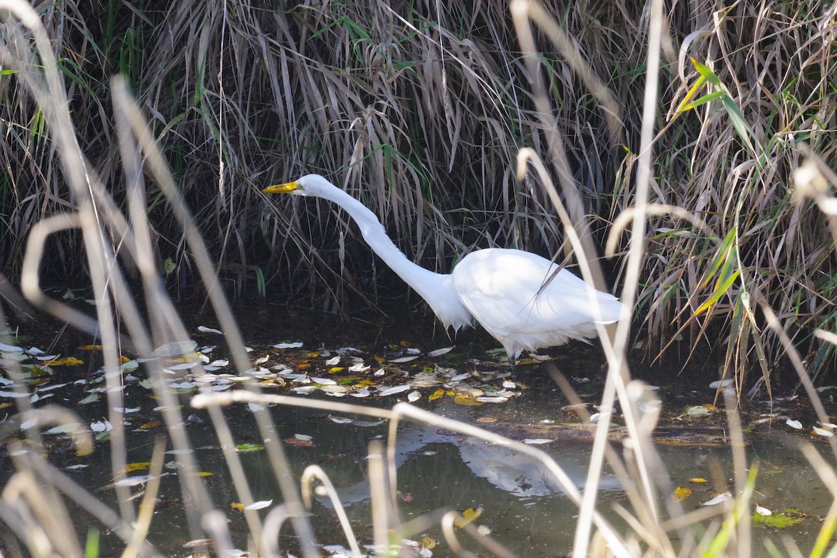 Great Egret - ML610935688