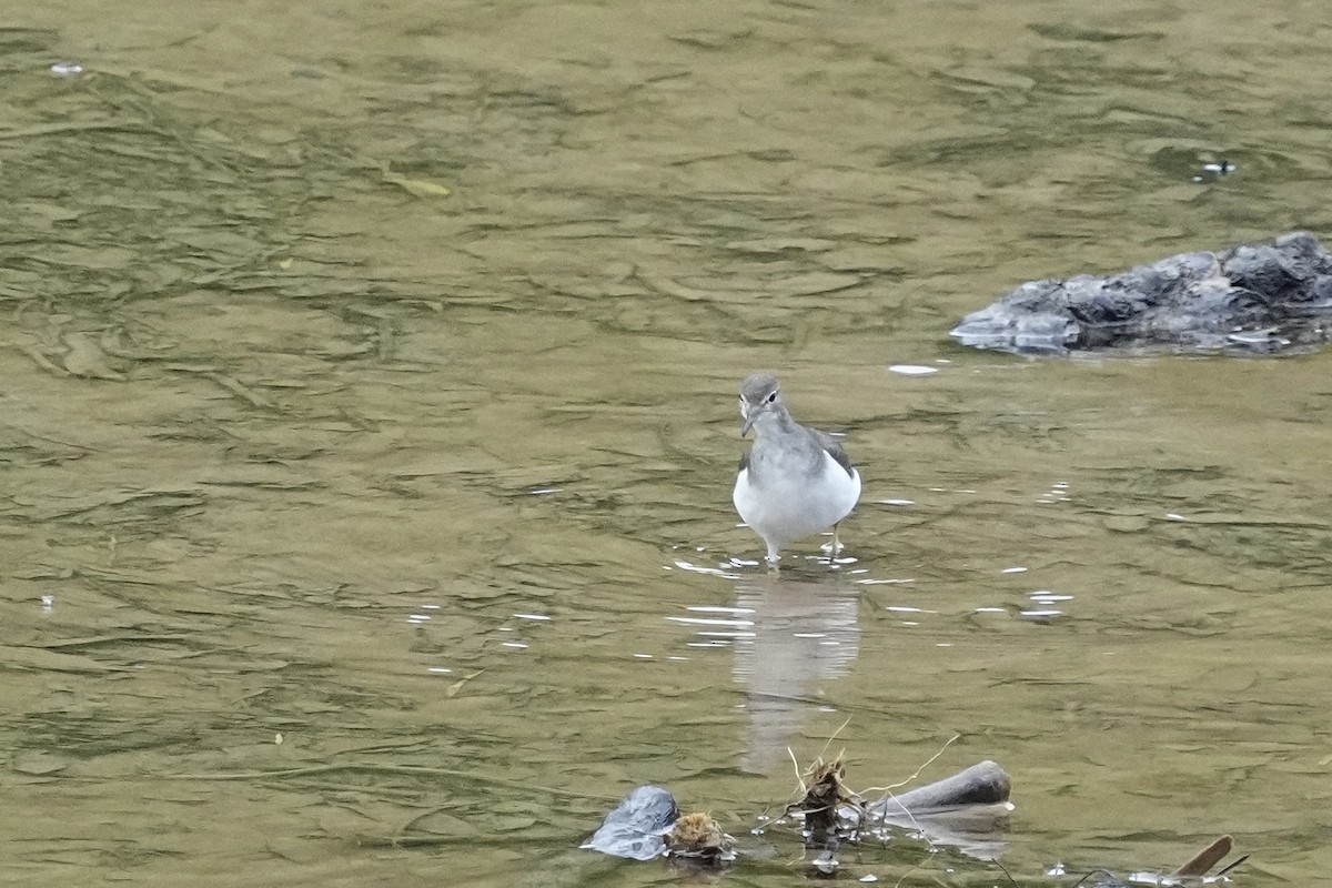 Spotted Sandpiper - ML610935729