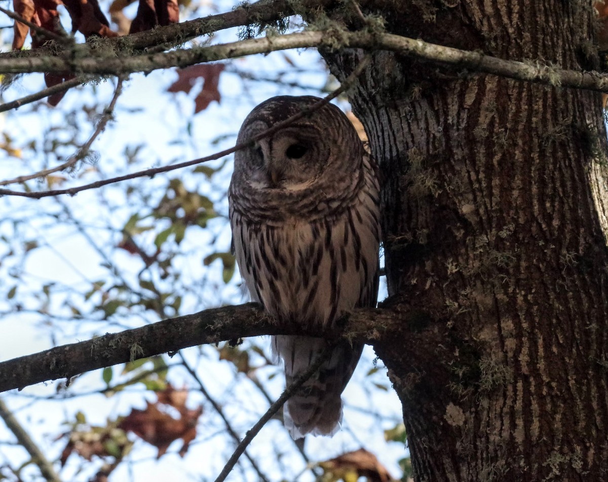 Barred Owl - ML610935739