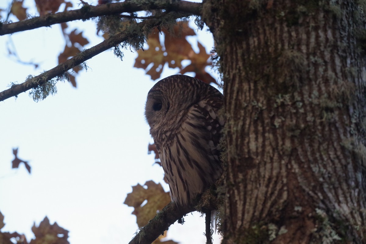 Barred Owl - ML610935749