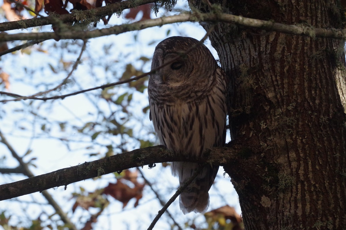 Barred Owl - ML610935751