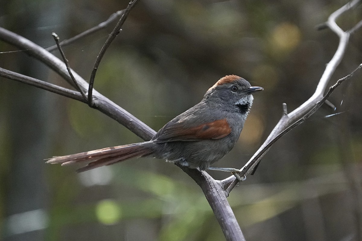 Azara's Spinetail - ML610935788