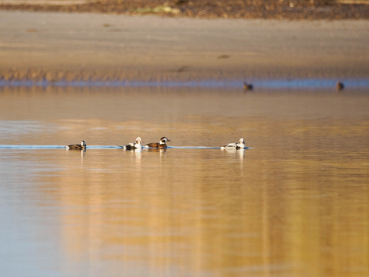 Long-tailed Duck - ML610935850