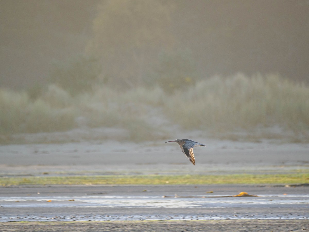 Eurasian Curlew - ML610935861