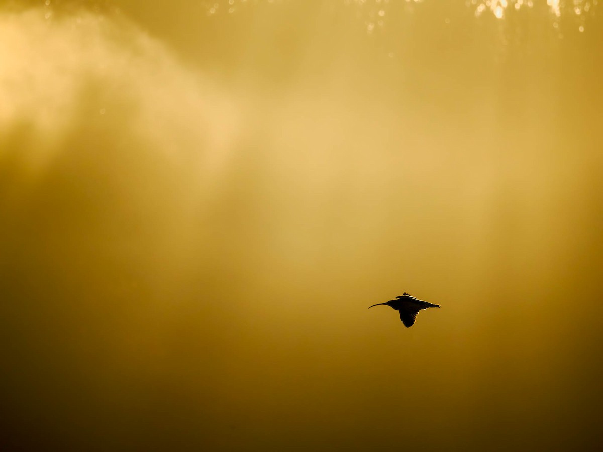 Eurasian Curlew - ML610935862