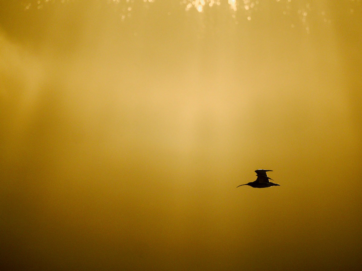 Eurasian Curlew - ML610935863