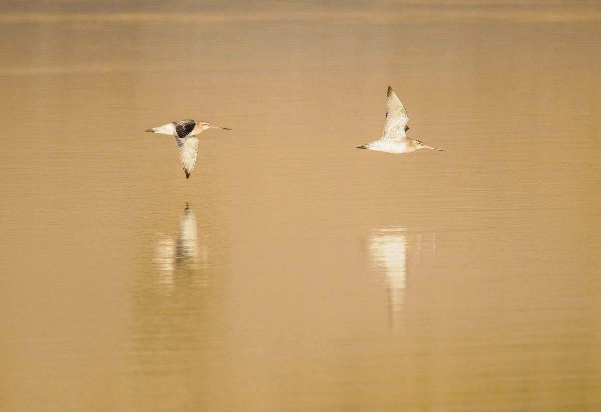 Bar-tailed Godwit - ML610935868