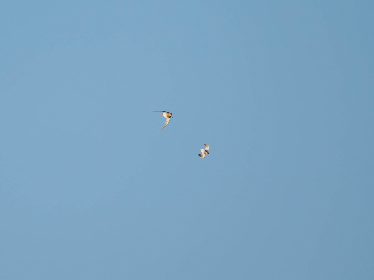 Jack Snipe - ML610935874