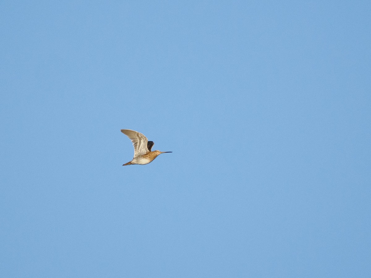 Common Snipe - ML610935881